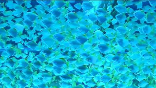 Sea creatures] The best jellyfish 4K.