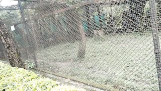 Dehradun Zoo| Leopard ????|