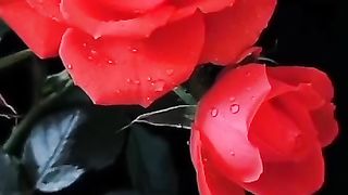 Whatsapp status video