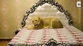 Man lives  with lion
