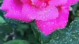 Beautiful flower music vlog