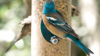 Beautiful bird Nature