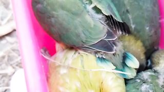 LoveBird fun time #LoveBird