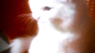 My cute cat snow | animals pets | cats funny videos | dogs pets | Hamee68
