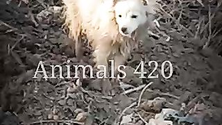 funny dog antartenment amezing comendy video
