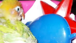 Sweet love Bird