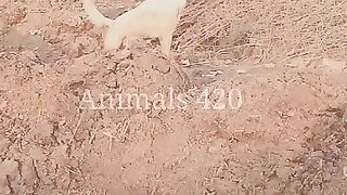 funny dog voice and entertenment amezing video viral????????????????