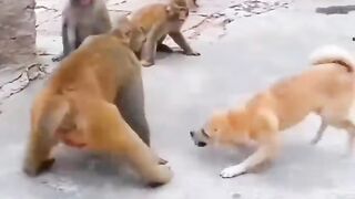 Monky vs dogs