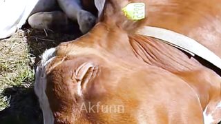 Interesting scene of beautiful cow sleeping