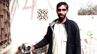 Makhee cheni Goat