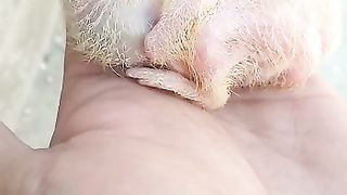 Sherazi pigeon small