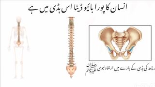 ریڑھ کی ہڈی کے بارے میں ارشاد نبوی