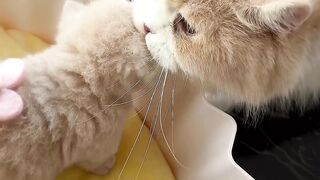 Beautiful Mommy Cat