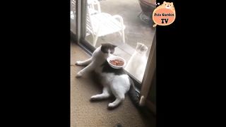 Funny Cats - Cute and Funny Cat Videos Compilation # P19