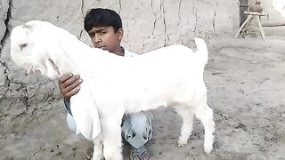Gulbi goat kid