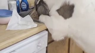 smart dog