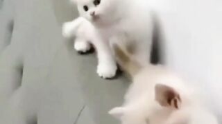funny cat video