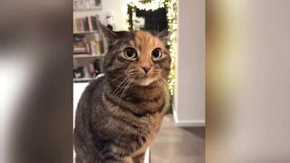 Funny animals - Funny cats / dogs - Funny videos ???? - ???? ???? ???? Bast2