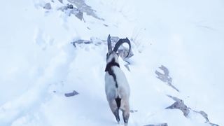 Ibex Mountain goat
