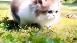funny cat