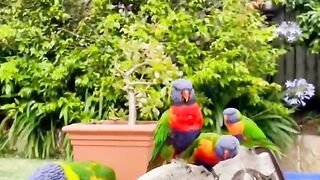 Parrot