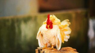 Rooster