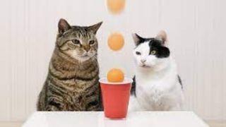 Cats and Ping Pong Trick Shots