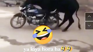 Tik tok vedio