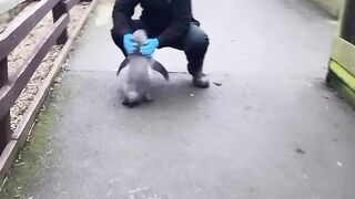 the Penguin https://www.febspot.com/ref/70952