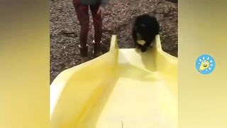 Funny Animals Videos | New Fun 2023