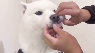 handsome dog