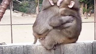 lover couple