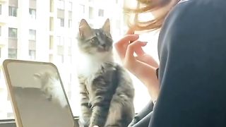 funny cat video(;