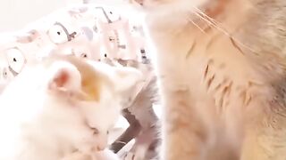 PARROT FIGHT WITH CAT