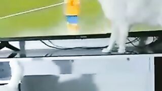 Funniest animals 2023 funniest cats