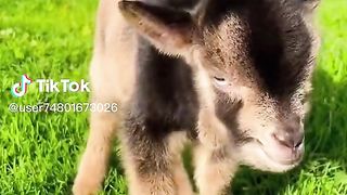 Goat baby