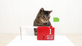 Cats and Marble Run