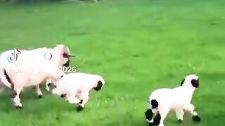 Goats