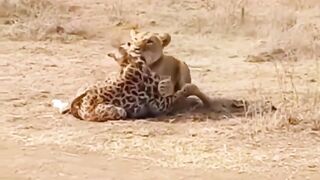 HUNGRY LION