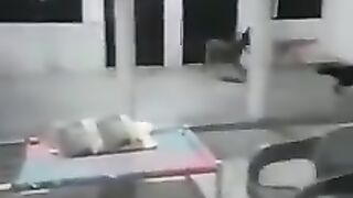 Donkey run, khoti k bachy ki mastiyan