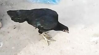 Aseel hen