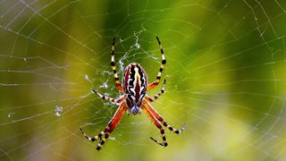 Beautiful Spider Nature Video || 4k H Background Video || #viral #trending