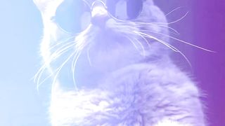Cat shooting