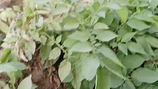 My its video vogo