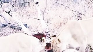 How Lion's eats there prey????????????