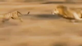 Lion attack on a Cheetah ???? | lions how hunt.