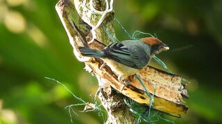 Birds video