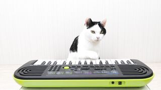 Cats and Piano