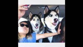 Funny Animal Videos, Best Cute Cats Funny Moments - Try Not To Laugh 2022 # P20