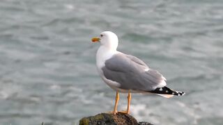 Birds video